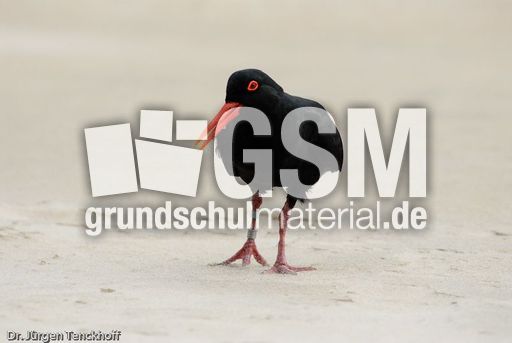 Schwarzer Austernfischer (11 von 14).jpg